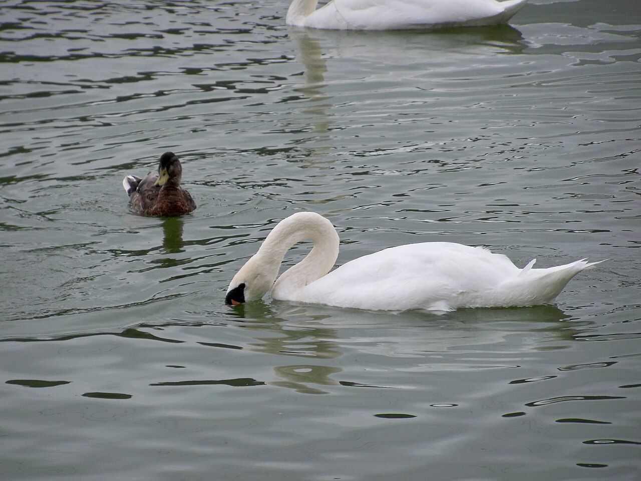 Cygnes sur le lac de Caniel